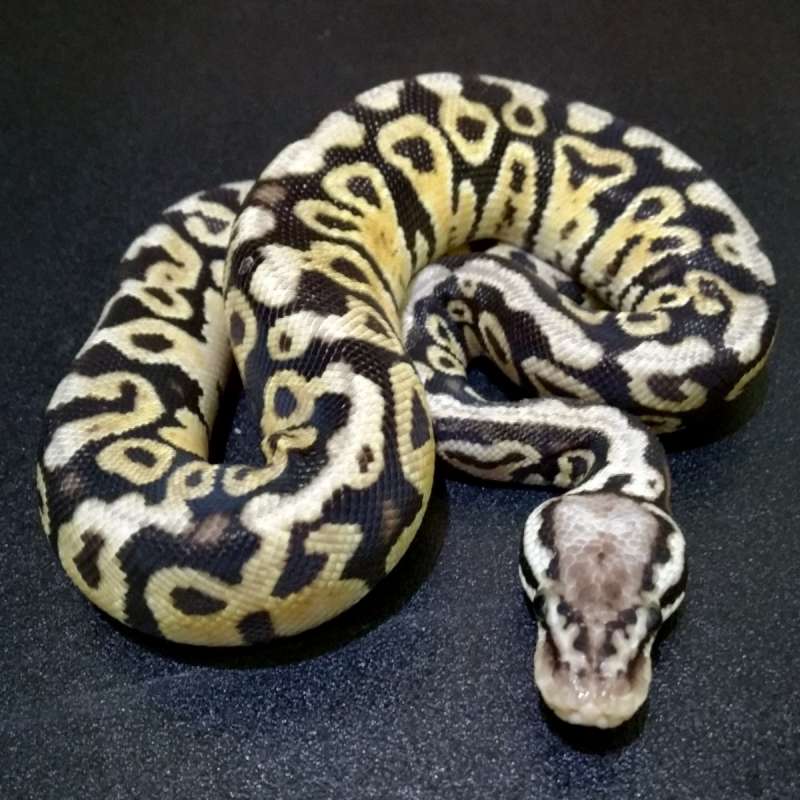 Pastel Spotnose Het DG