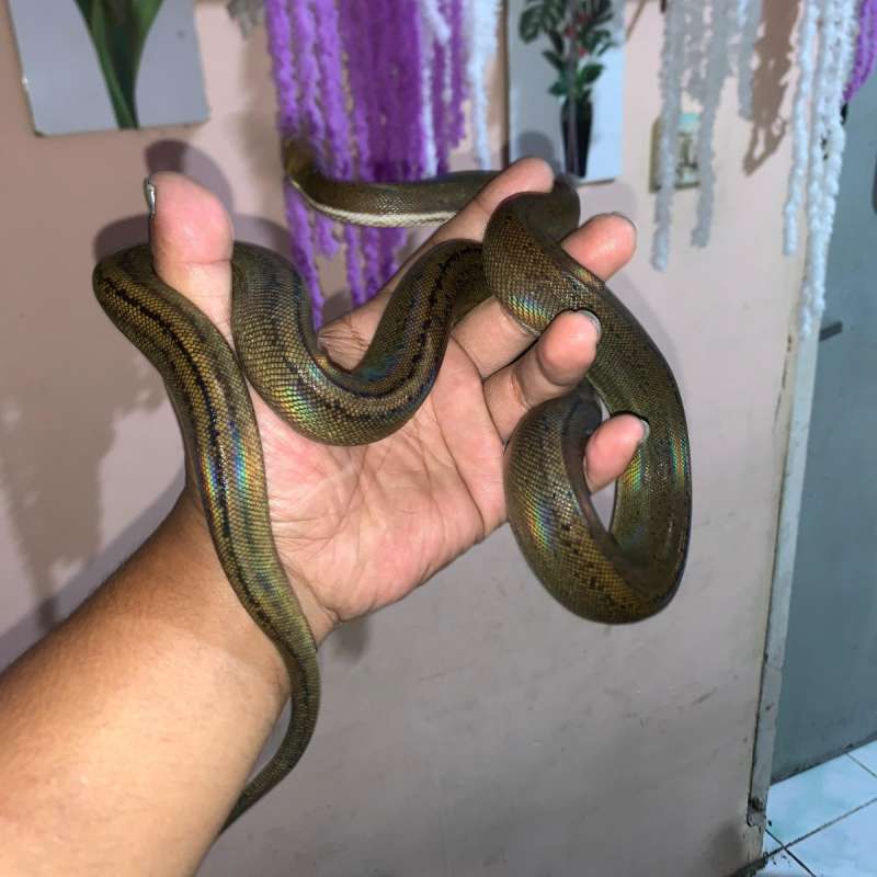 Reticulatus SD GC Bacan Platinum Tiger