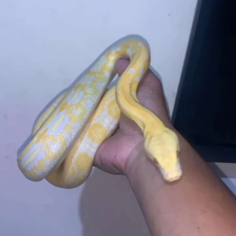 Reticulatus Tiger Albino White phase
