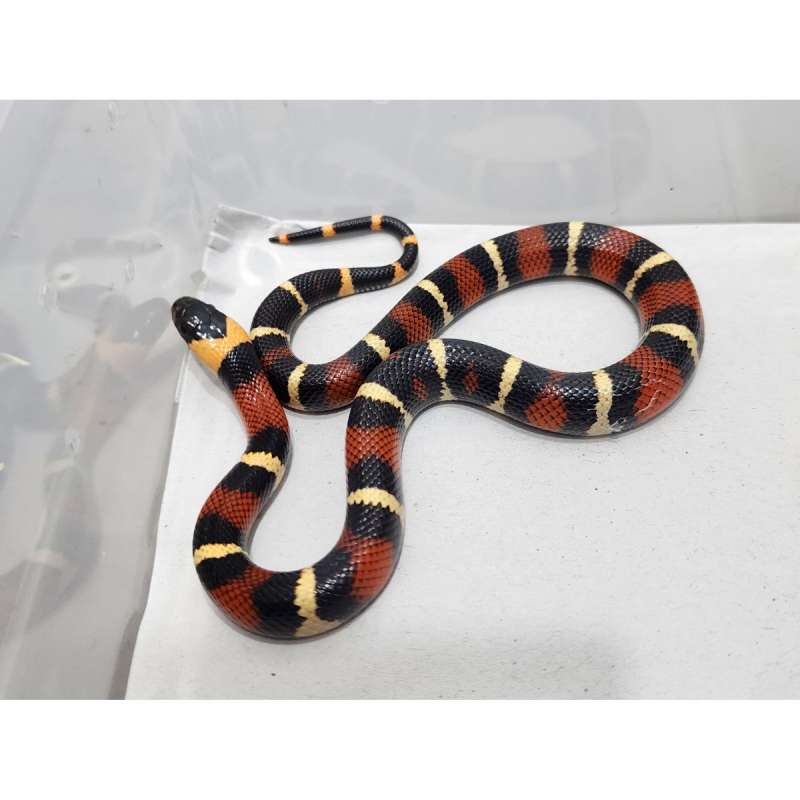 Milk Snake Milksnake Peublan x Sinaloan kode A Bukan Albino