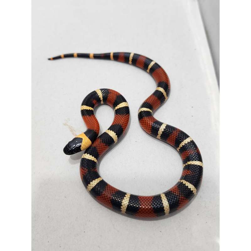 Milk Snake Milksnake Peublan x Sinaloan kode B Bukan Albino