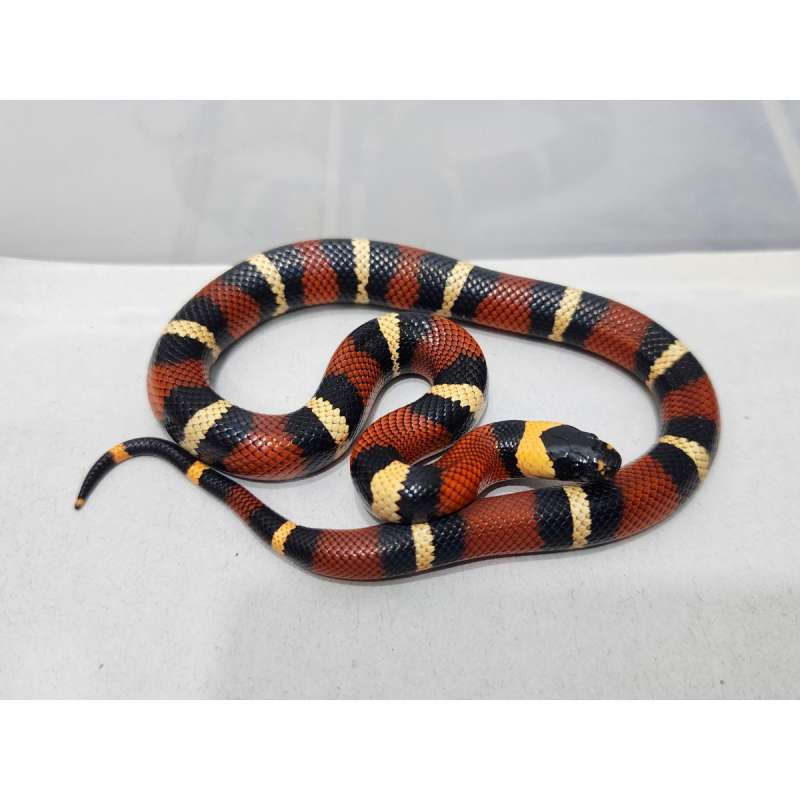 Milk Snake Milksnake Peublan x Sinaloan kode C Bukan Albino