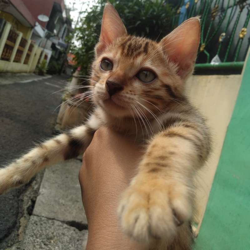 Bengal