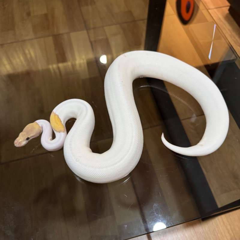 Banana black pastel mojave pied female