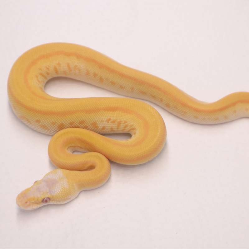 Pastel leopard mojave pinstripe lavender het pied male