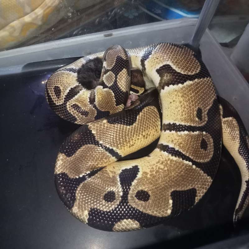 Ballpython Orange Dream Male