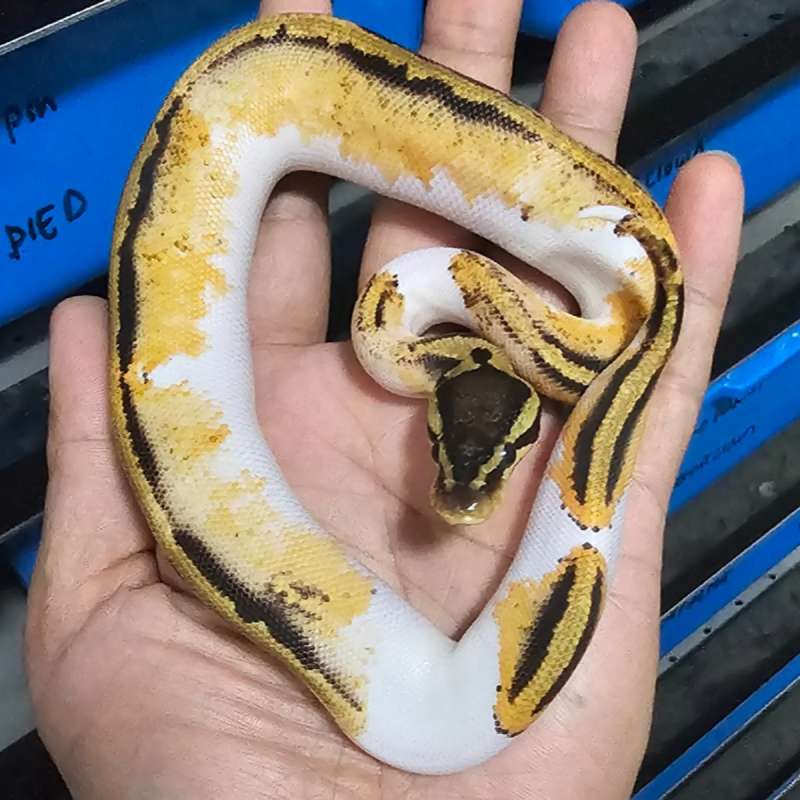 PIED SUPER PASTEL HET LAVENDER POSS HET CLOWN