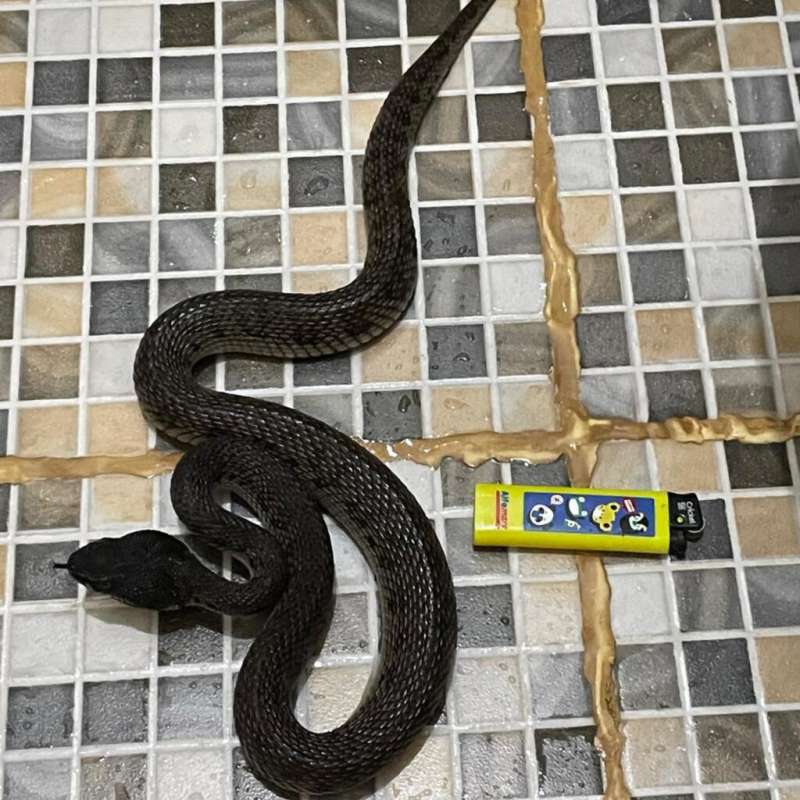 TRIMERESURUS PURPUREOMACULATUS BLACK