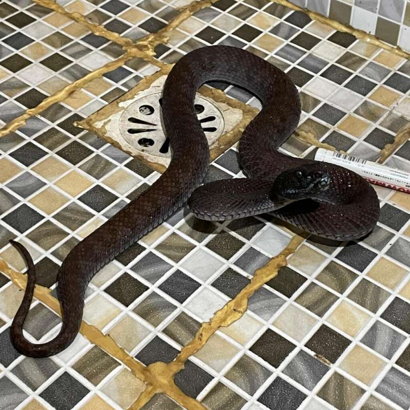 TRIMERESURUS PURPUREOMACULATUS BLACK