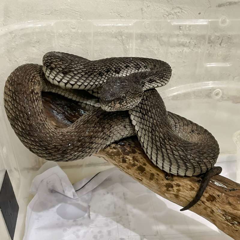 TRIMERESURUS PURPUREOMACULATUS BLACK