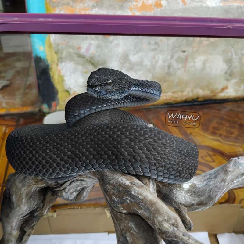 TRIMERESURUS PURPUREOMACULATUS BLACK