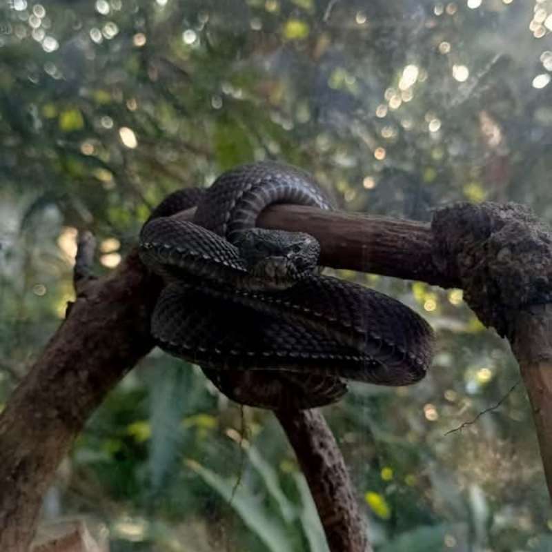 TRIMERESURUS PURPUREOMACULATUS BLACK