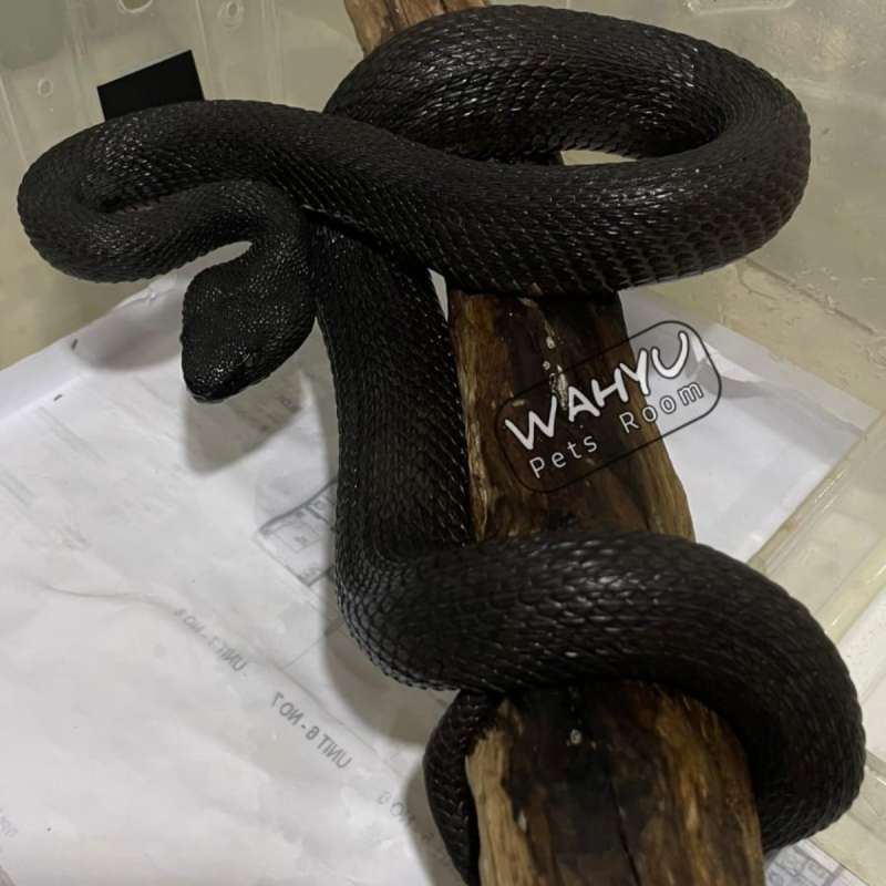 TRIMERESURUS PURPUREOMACULATUS BLACK