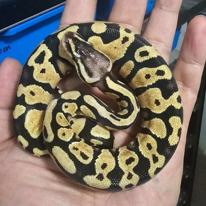PASTEL YELLOW BELLY/GRAVEL