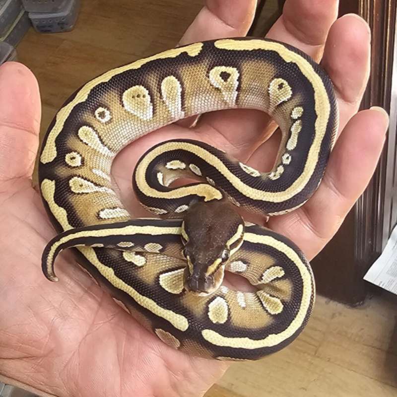 BLACK HEAD LESSER HET CLOWN