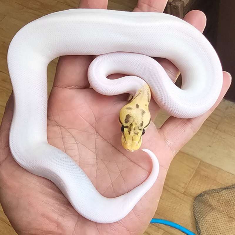 KILLER BEE PIED HET LAVENDER POSS HET CLOWN
