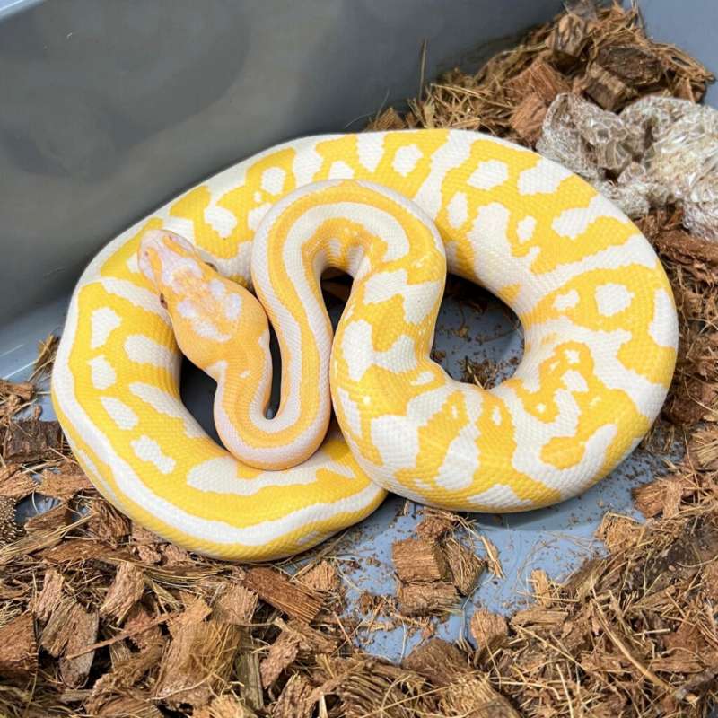 1.0 leopard lavender 50% het clown