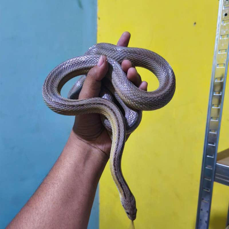 Cornsnake Anery Stripe Proven