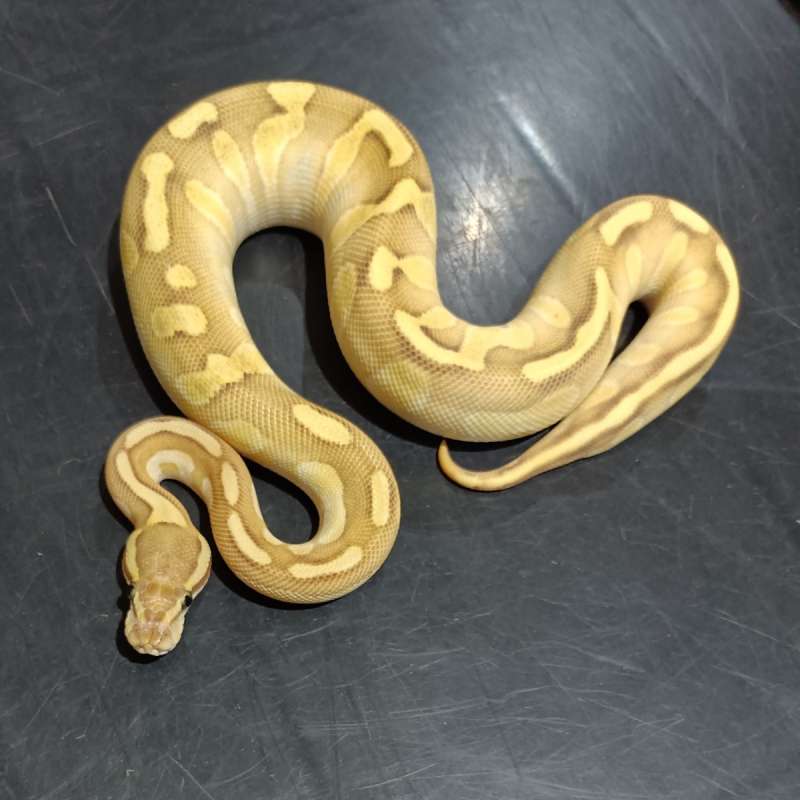 Chocolate Fire Lesser Enchi Het Hypo