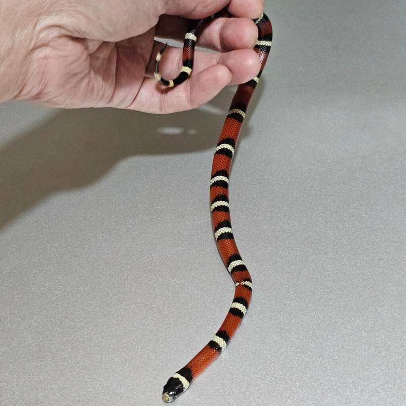 Nelsoni het Albino