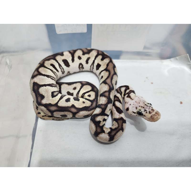 Pastel Spotnose Clown het DG