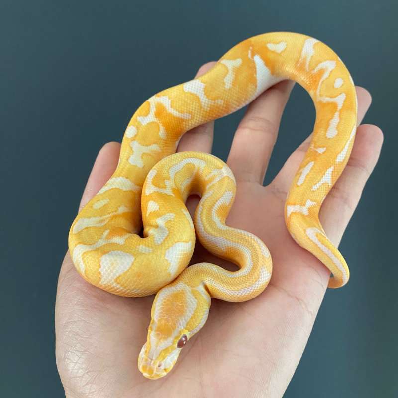M - Dreamsicle (Lavender Pied) poss Redstripe
