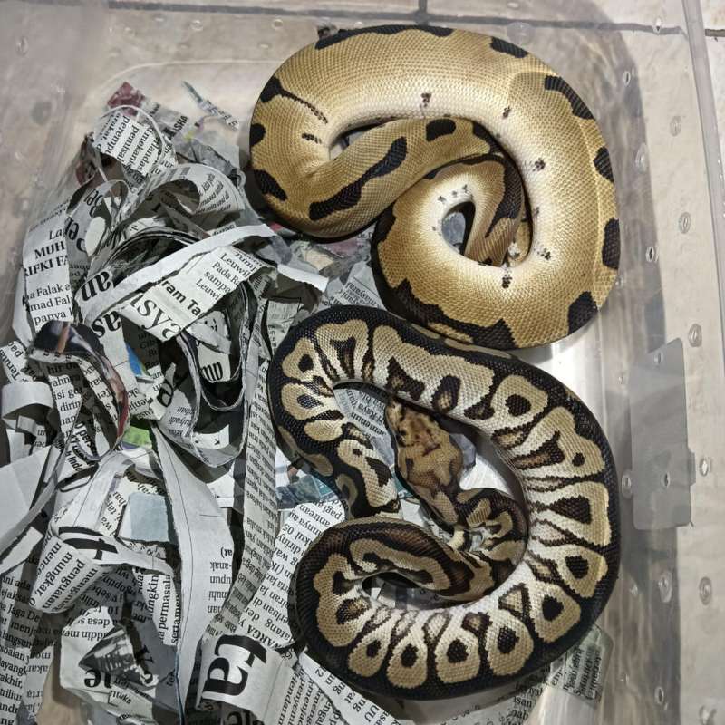 Ballpython pair project PERSIA ( DG Clown)