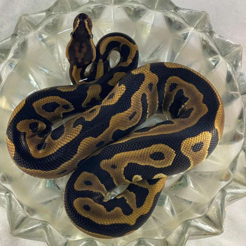 LEOPARD DOUBLE HET LAVENDER CLOWN