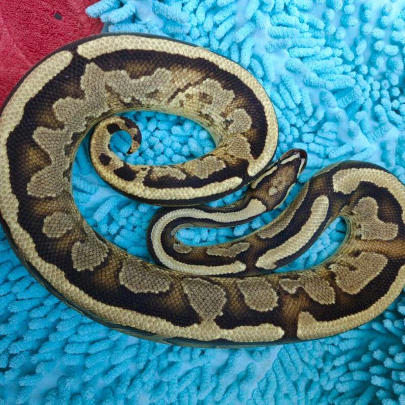 BALLPHYTON FIRE SPARK HET PIED PROVEN