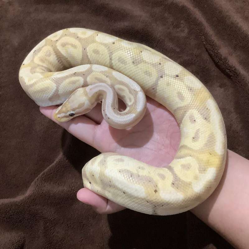 Ballpython Banana Pastel