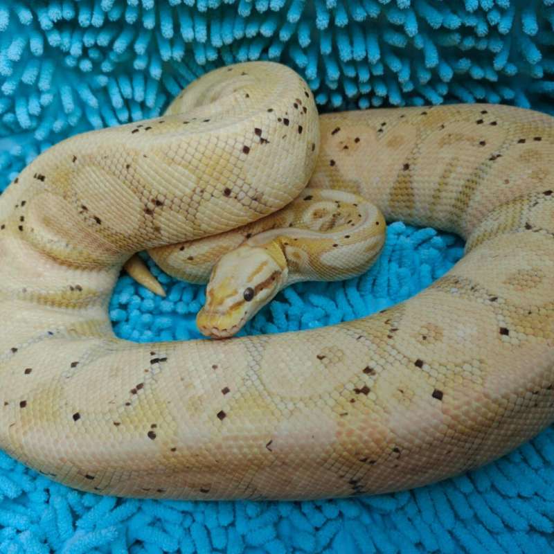 BANANA CALICO PASTEL BETINA SIAP KAWIN PROVEN