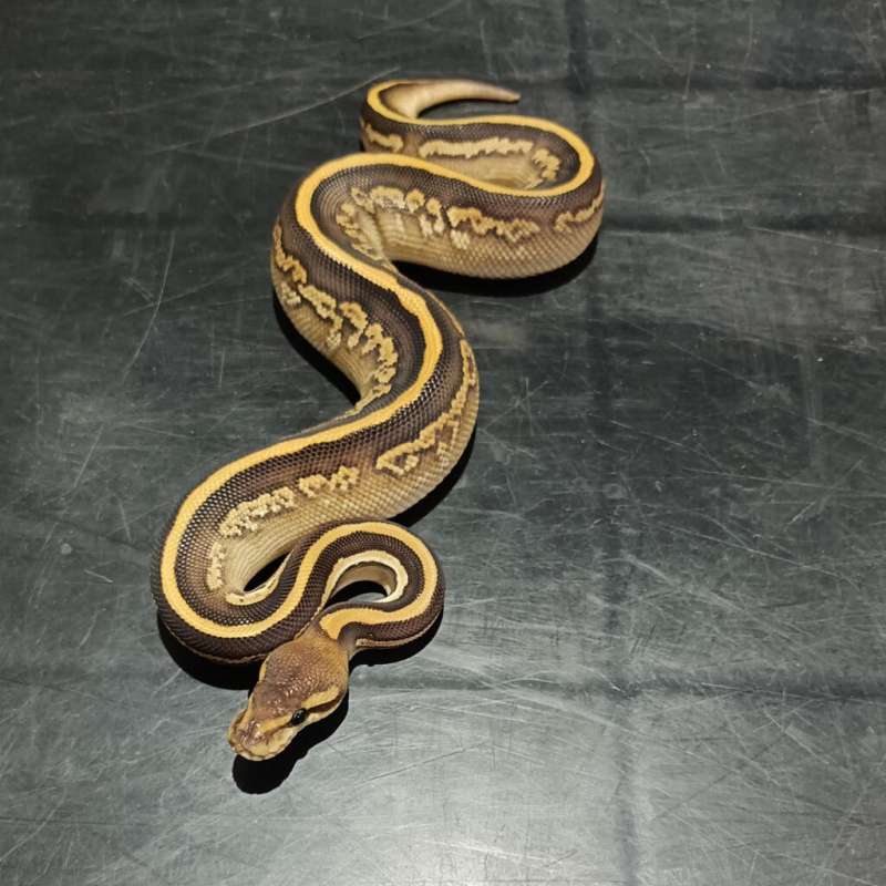 Black Pastel Mojave Yellow Belly Het Pied