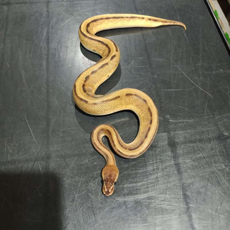 Orange Dream Genetik Stripe