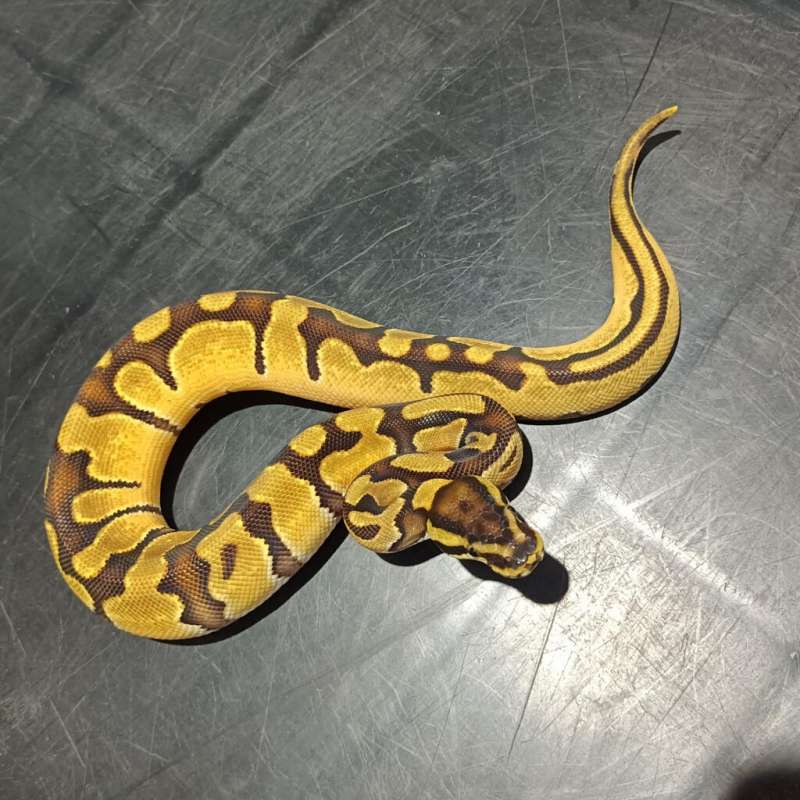 Enchi Orange Dream Yellow Belly Het Pied