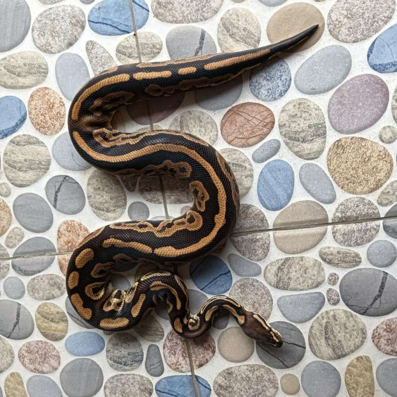 Blackpastel het pied