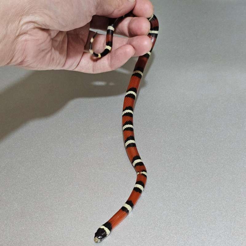 Nelsoni het Albino