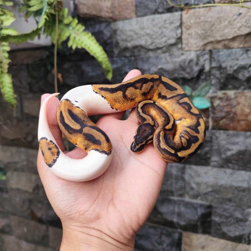 F Pied