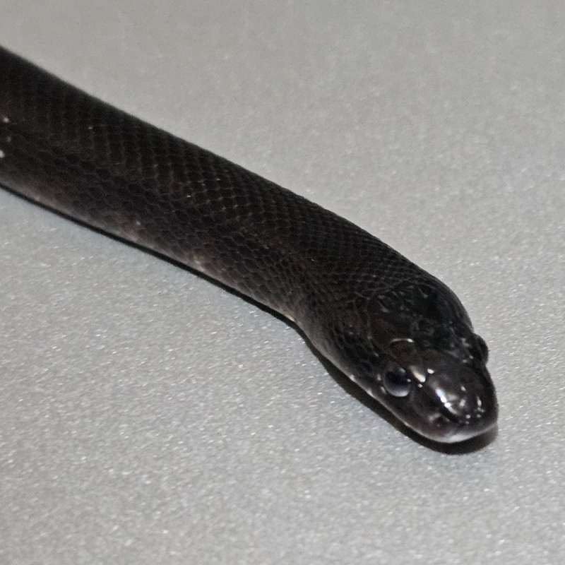 Hybrid Black Kingduran