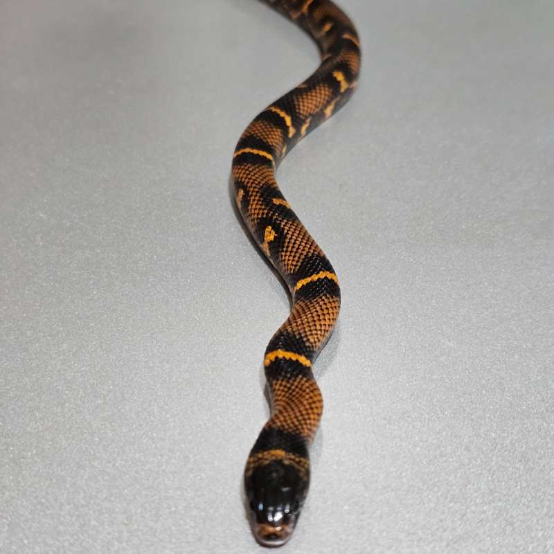 Hybrid Super BKD