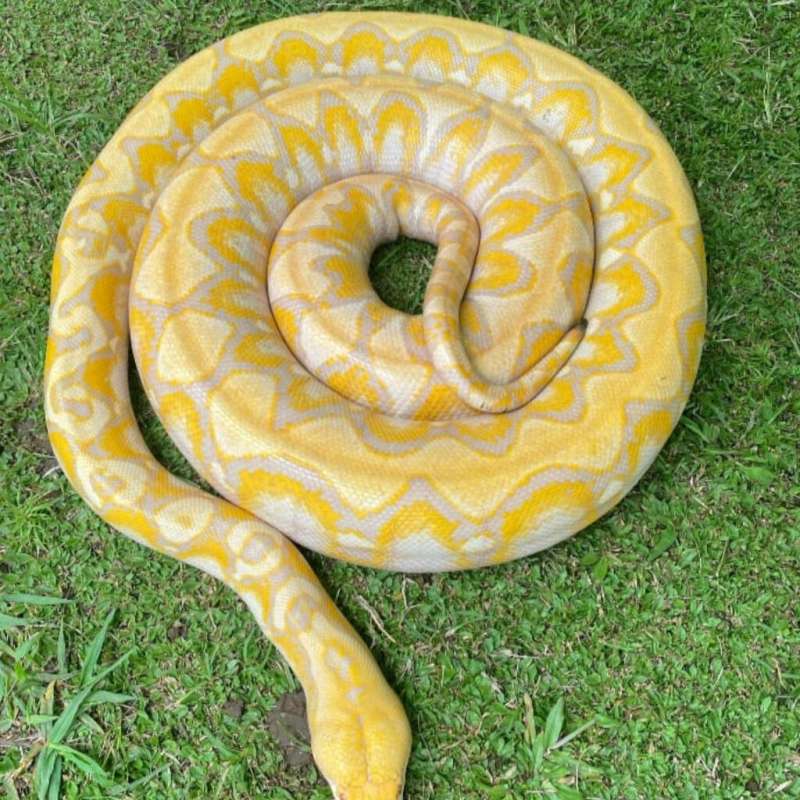 Reticulatus Albino lavender