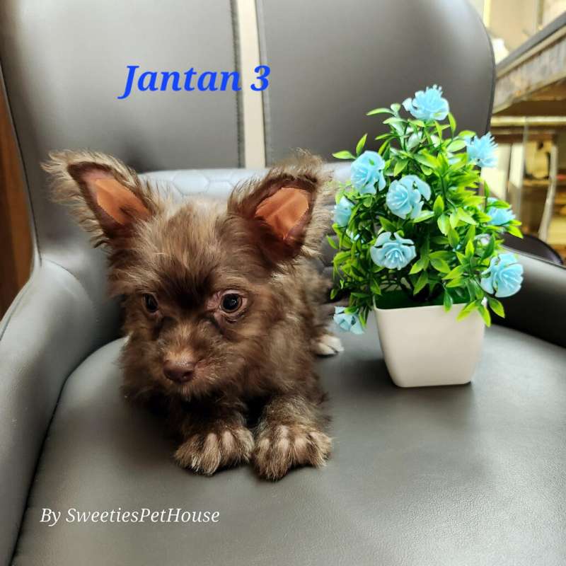 Chihuahua mix maltese