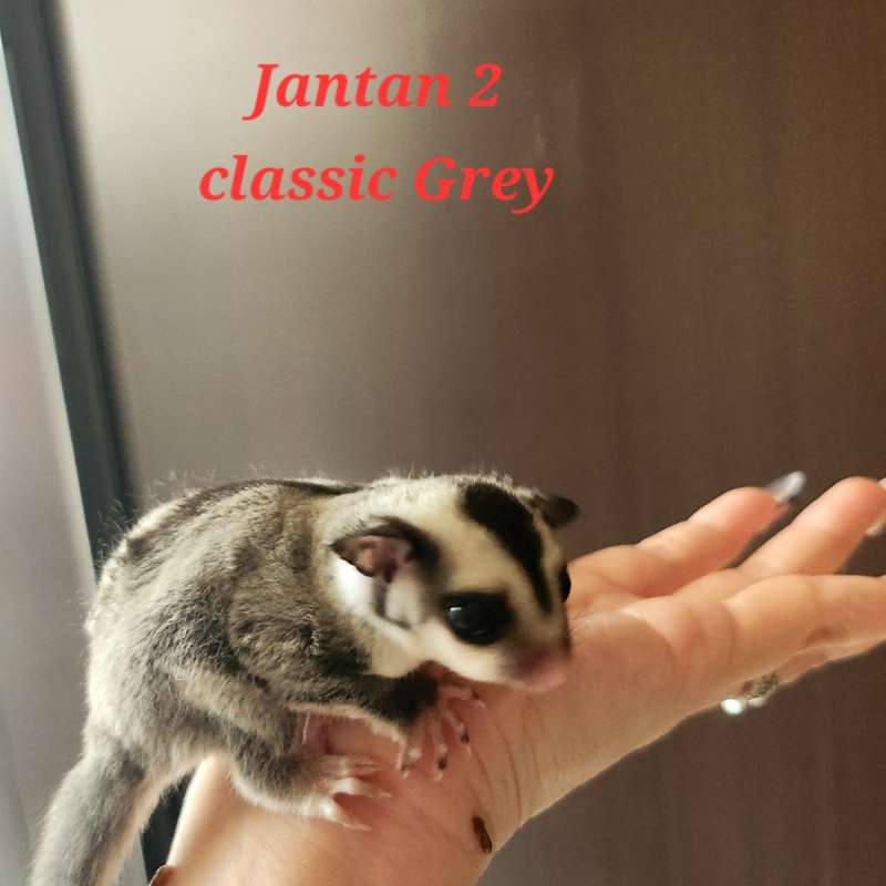 Sugar Glider jantan