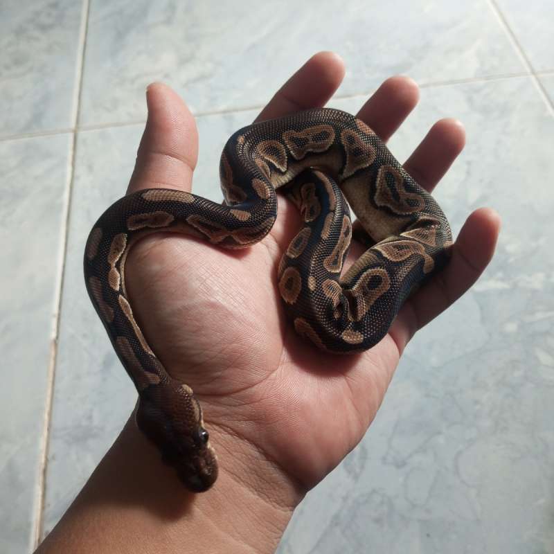 Ball Python  Cinnamon Female