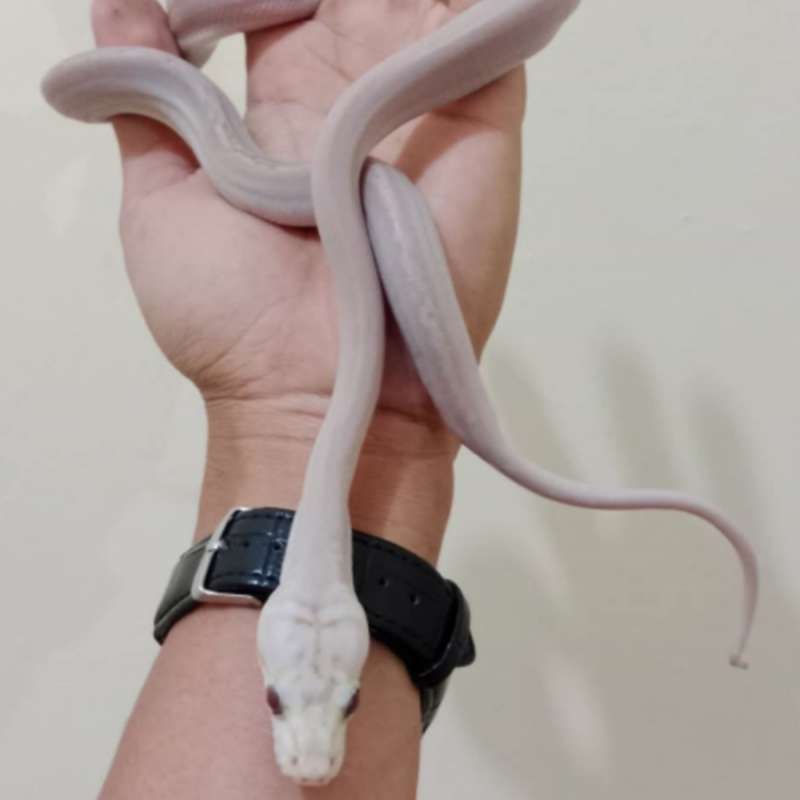 Reticulatus super motley albino