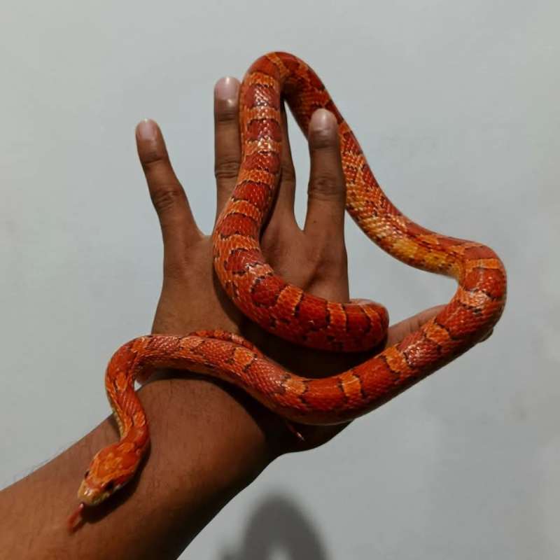 Cs male dewasa proven normal 130cm-+
