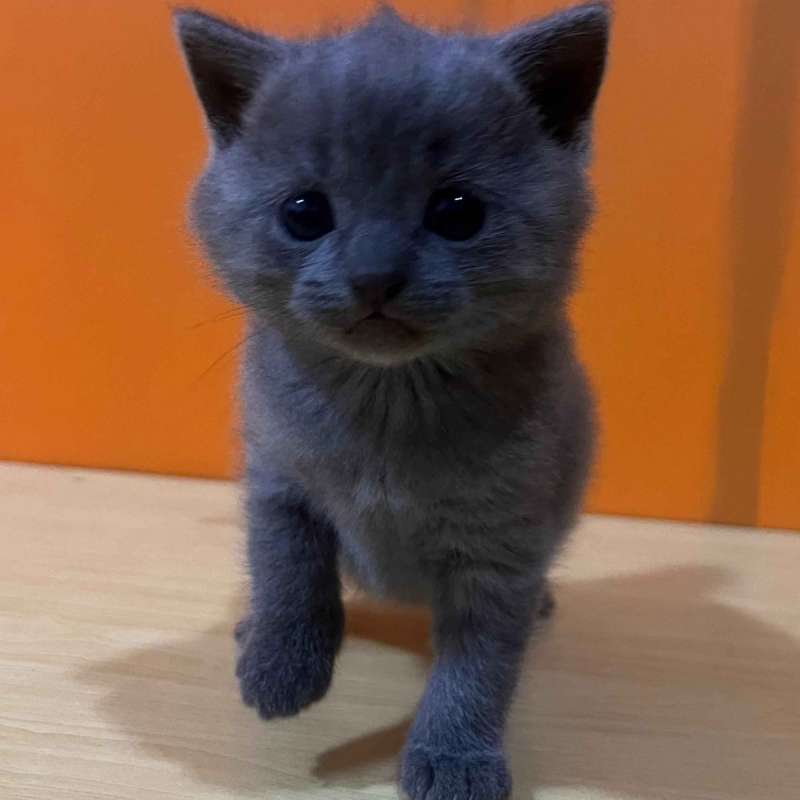 CHARTREUX KITTENS