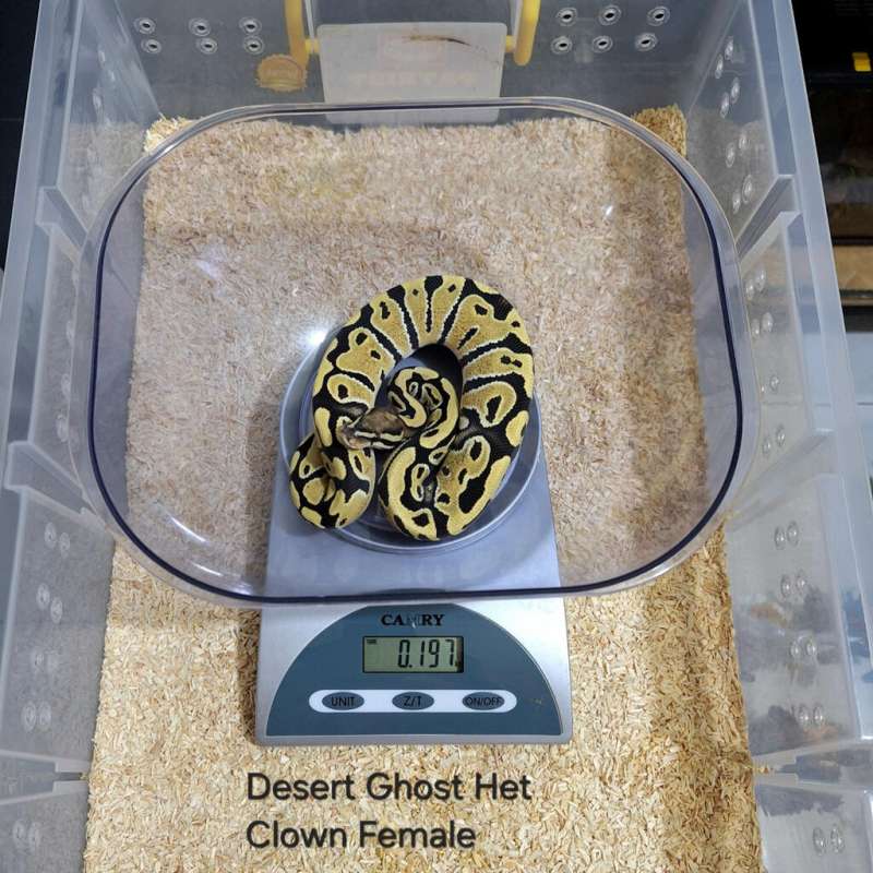 Desert Ghost Het Clown Female