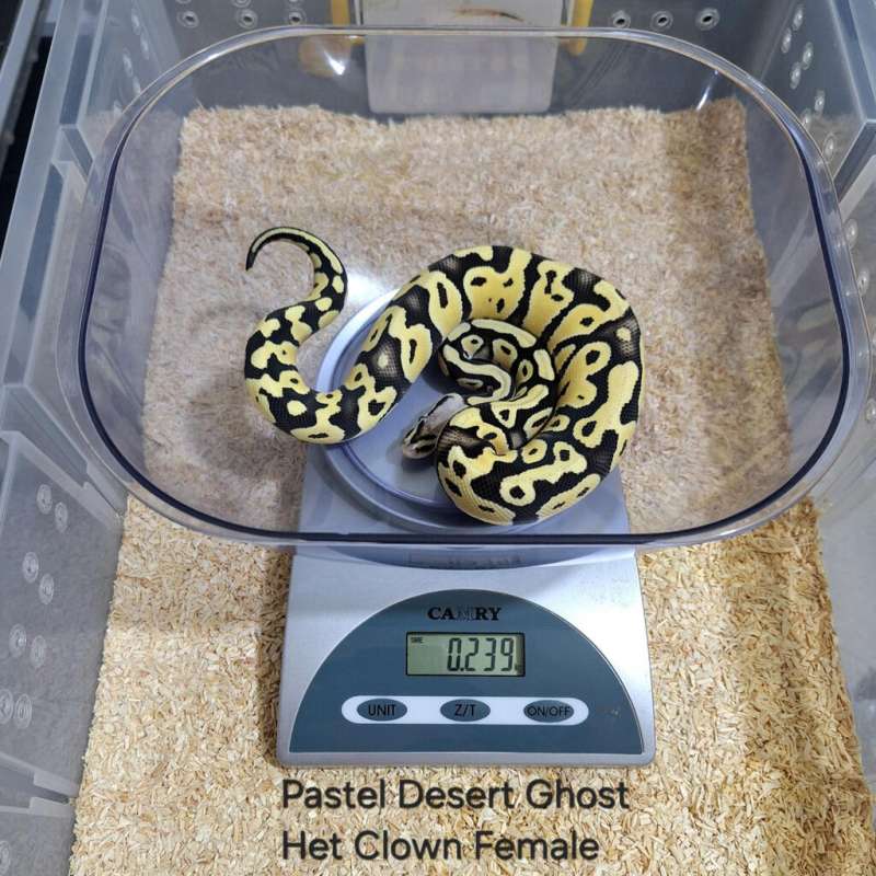 Pastel Desert Ghost Het Clown Female