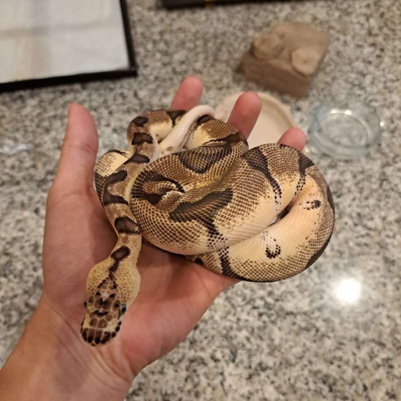 M Pastel Enchi Clown Ball Python BP