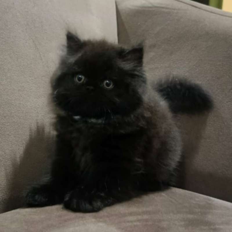 Anak Kucing BSH betina